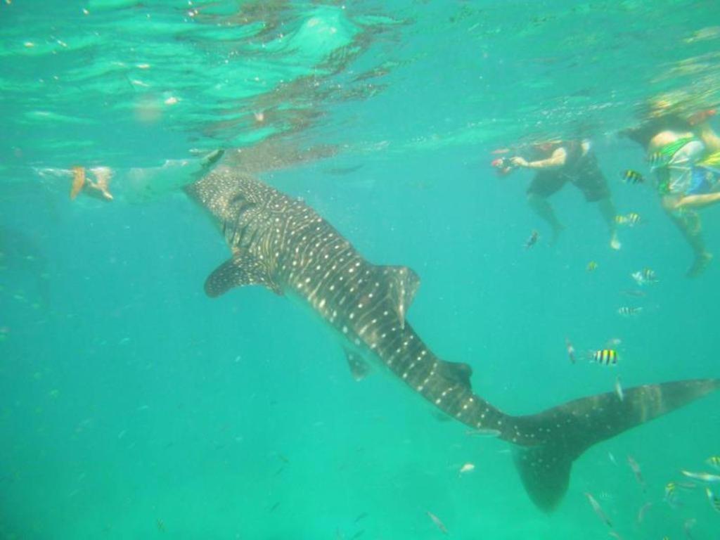 Alta Cebu Resort Luaran gambar